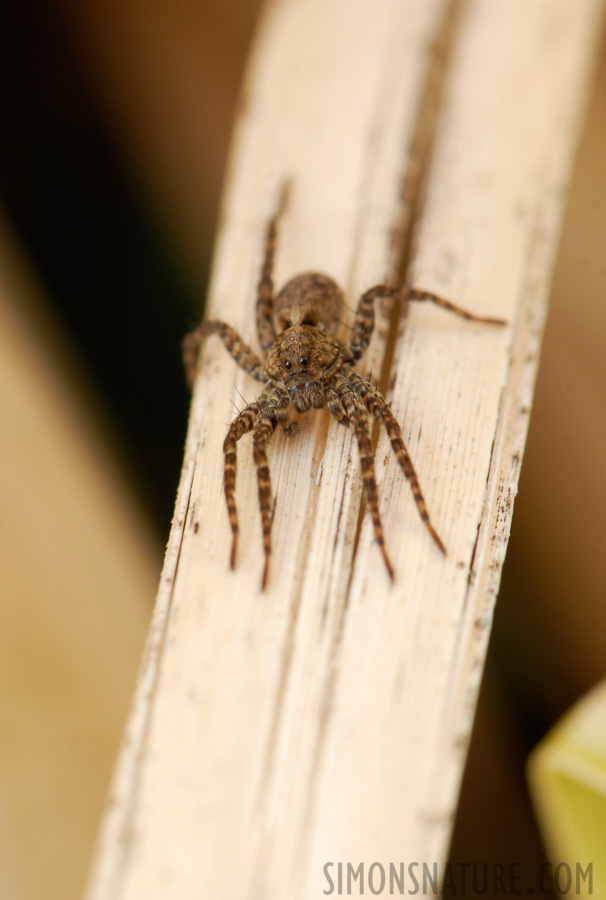 Arctosa stigmosa [105 mm, 1/20 sec at f / 13, ISO 200]